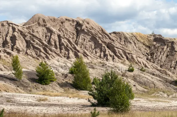 Fokus-Natur Bild