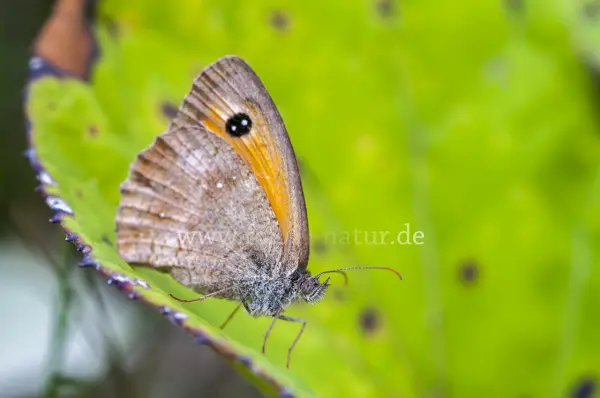 Fokus-Natur Bild