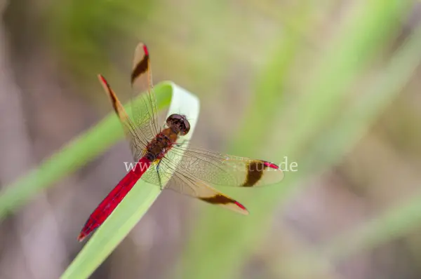 Fokus-Natur Bild