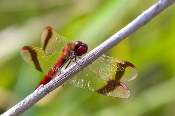 Fokus-Natur Bild