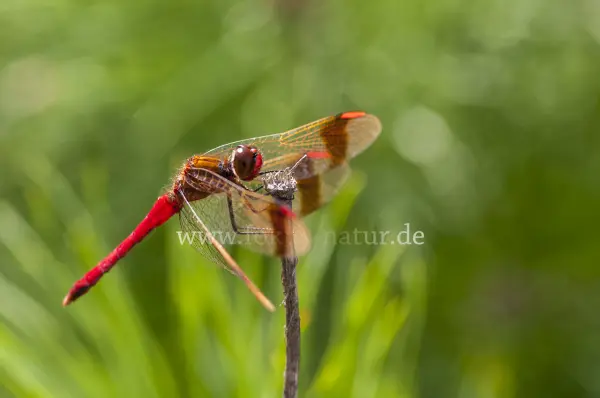 Fokus-Natur Bild