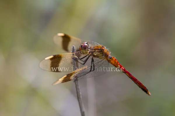 Fokus-Natur Bild