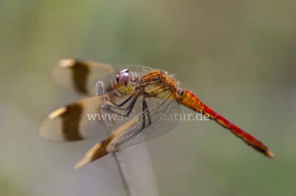 Fokus-Natur Bild