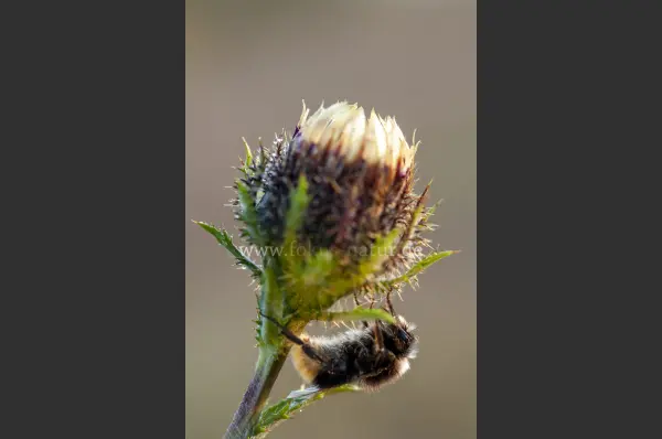 Fokus-Natur Bild
