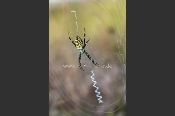 Fokus-Natur Bild