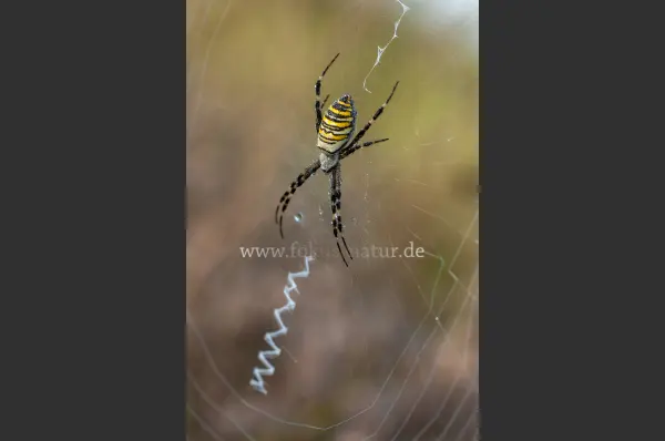 Fokus-Natur Bild