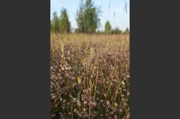 Fokus-Natur Bild
