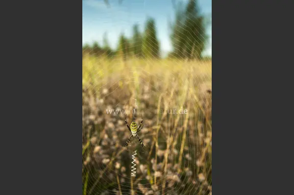 Fokus-Natur Bild