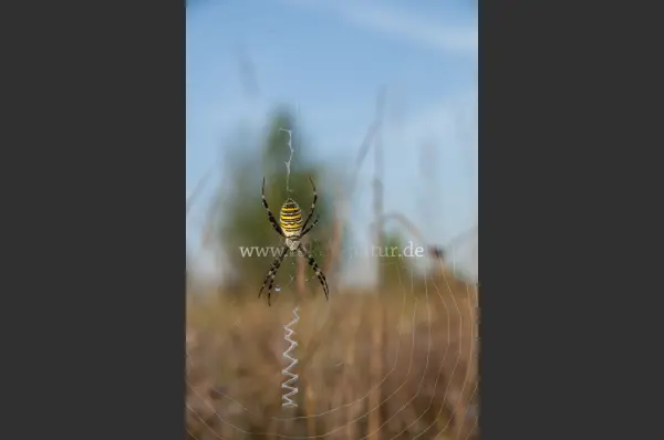 Fokus-Natur Bild