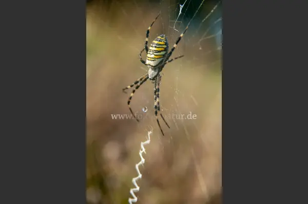 Fokus-Natur Bild