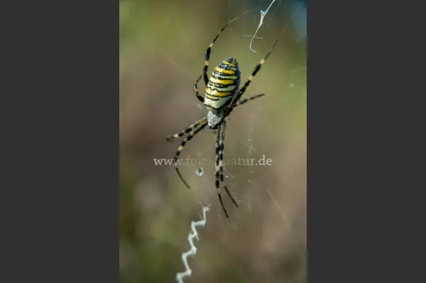 Fokus-Natur Bild