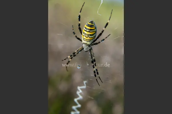 Fokus-Natur Bild