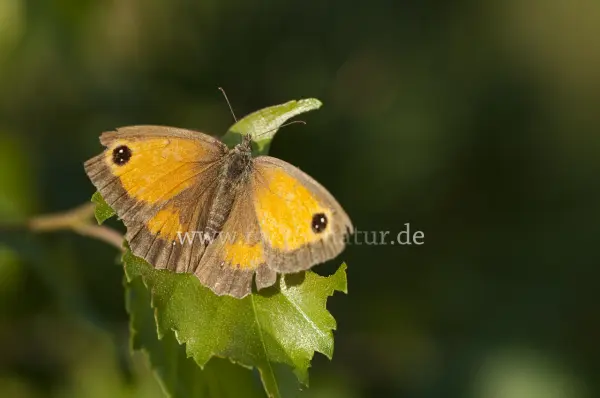 Fokus-Natur Bild