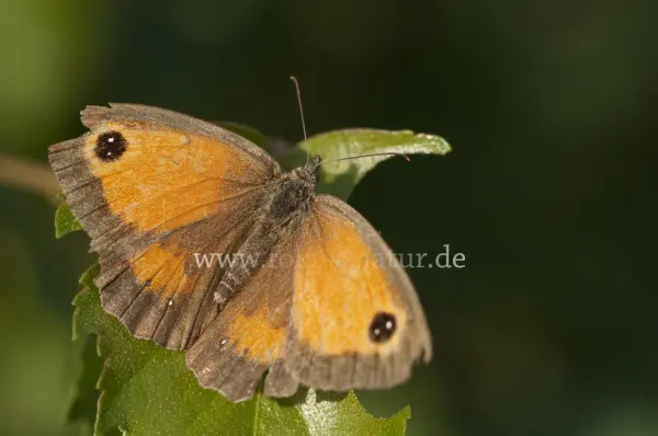 Fokus-Natur Bild