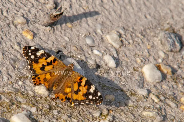 Fokus-Natur Bild