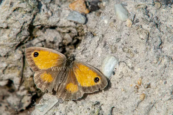 Fokus-Natur Bild