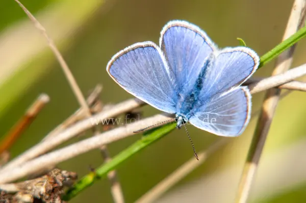 Fokus-Natur Bild