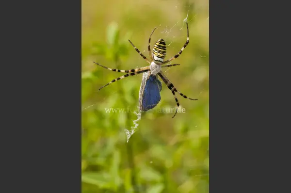 Fokus-Natur Bild