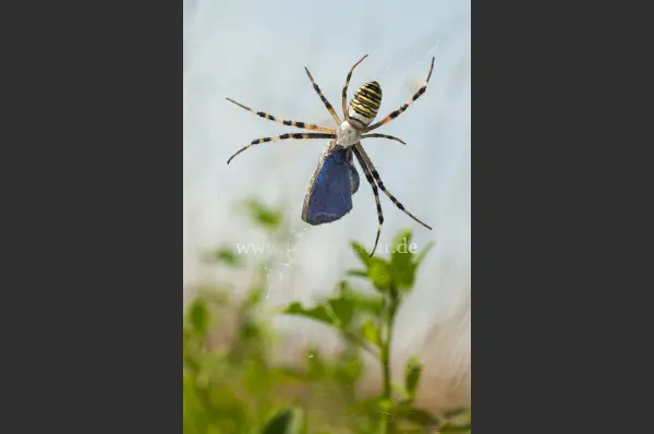Fokus-Natur Bild