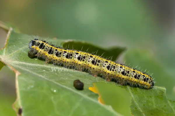 Fokus-Natur Bild