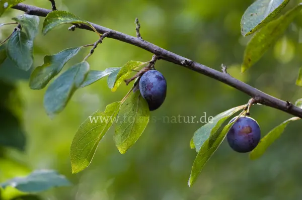 Fokus-Natur Bild