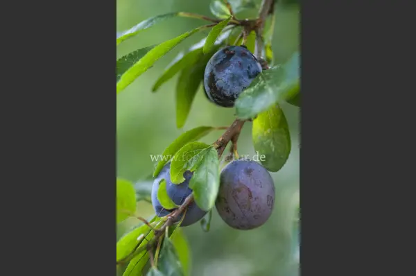 Fokus-Natur Bild