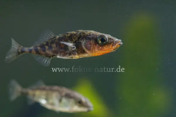 Fokus-Natur Bild