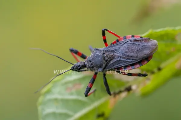 Fokus-Natur Bild