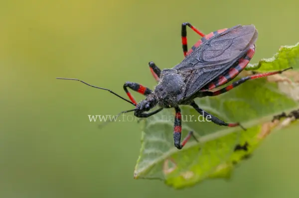 Fokus-Natur Bild