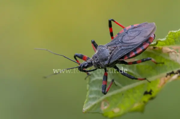 Fokus-Natur Bild