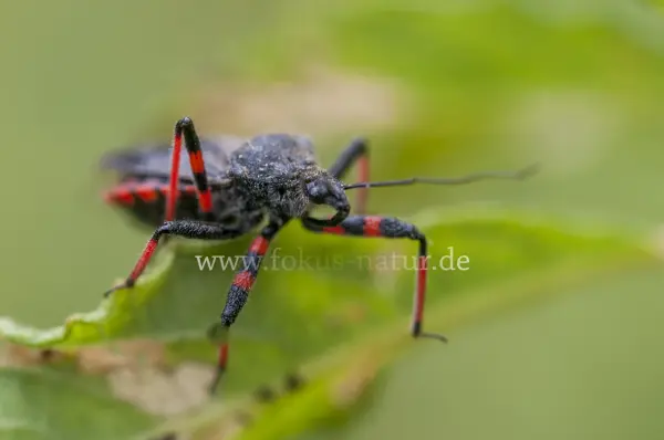 Fokus-Natur Bild