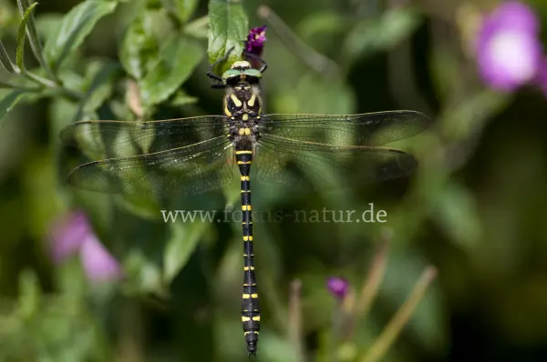 Fokus-Natur Bild