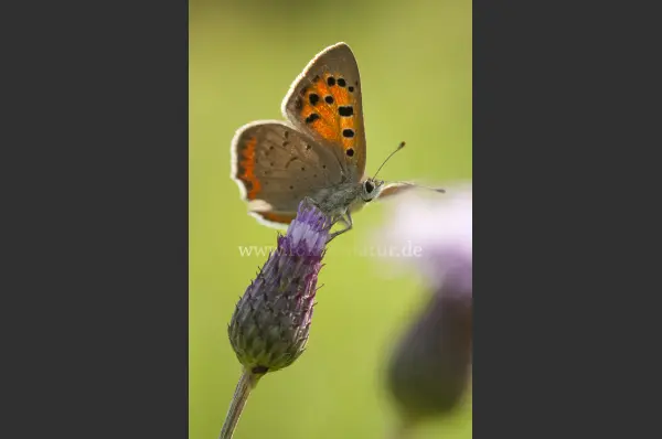 Fokus-Natur Bild