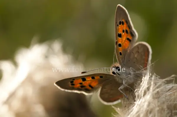 Fokus-Natur Bild