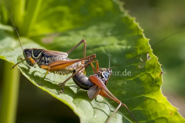 Fokus-Natur Bild