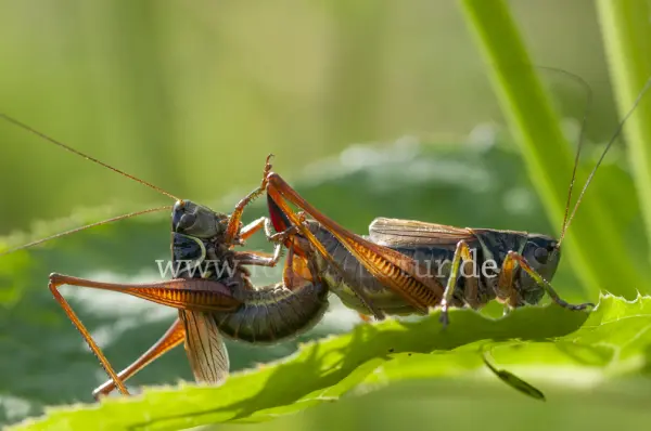 Fokus-Natur Bild