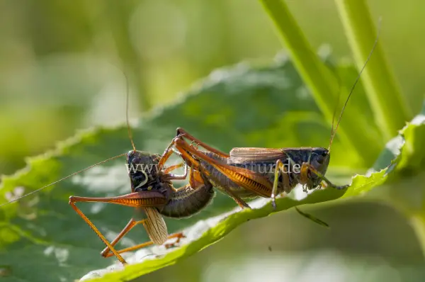 Fokus-Natur Bild
