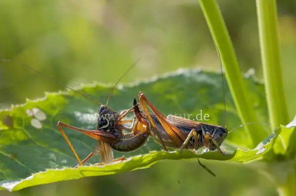 Fokus-Natur Bild