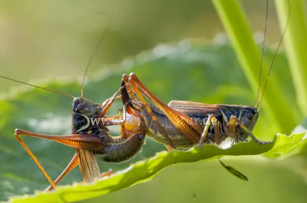 Fokus-Natur Bild