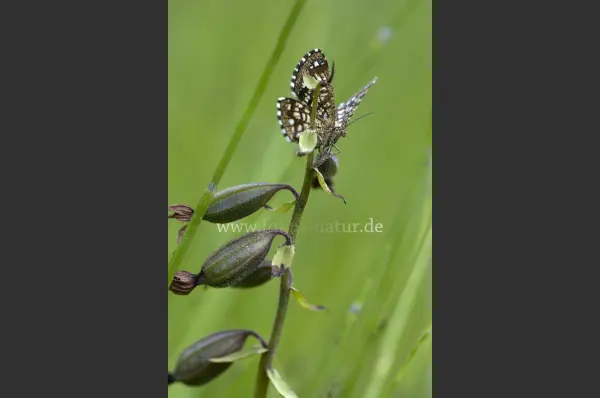Fokus-Natur Bild