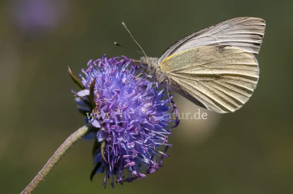Fokus-Natur Bild