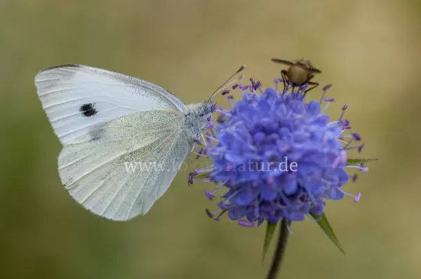 Fokus-Natur Bild
