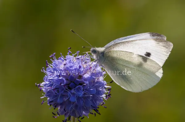 Fokus-Natur Bild