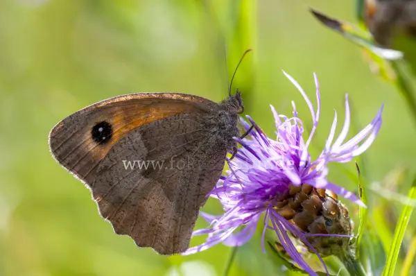 Fokus-Natur Bild