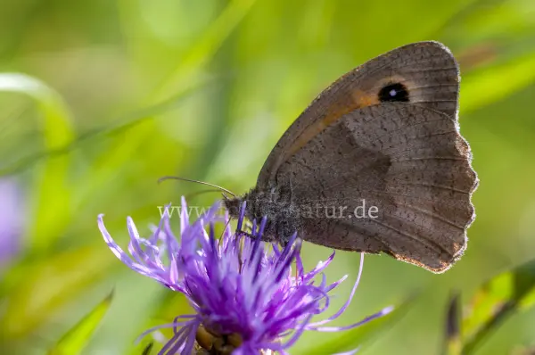Fokus-Natur Bild