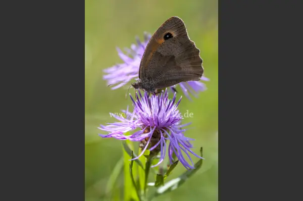 Fokus-Natur Bild