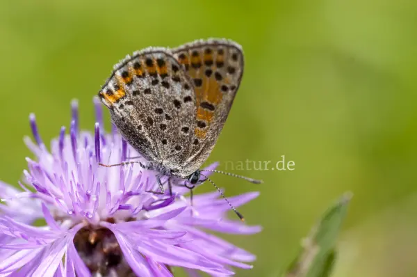 Fokus-Natur Bild