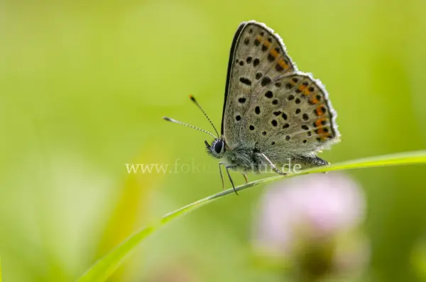 Fokus-Natur Bild
