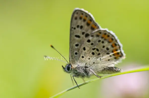 Fokus-Natur Bild