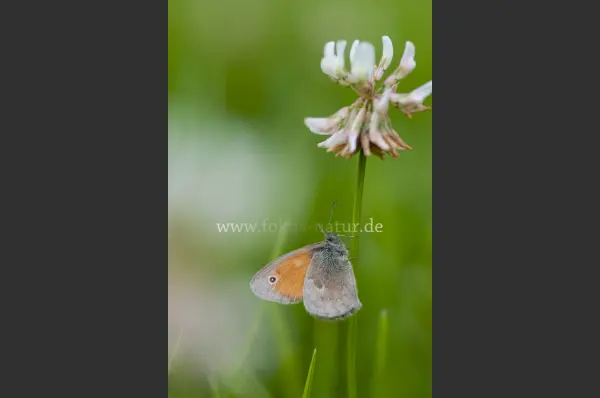 Fokus-Natur Bild